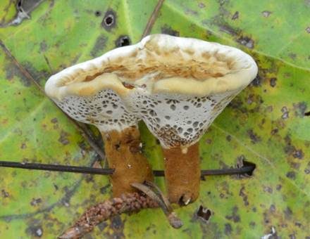 Lamelliger Dauerporling, Foto 2