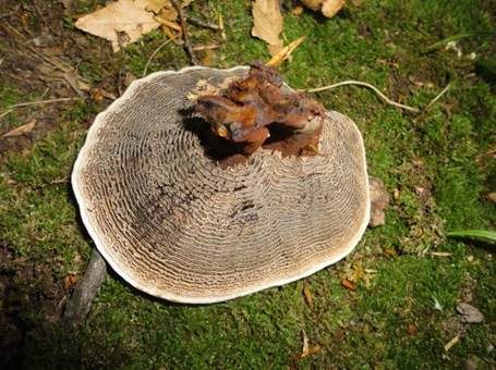 Lamelliger Dauerporling, Foto 3