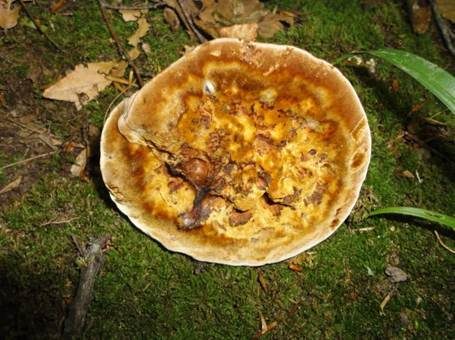 Lamelliger Dauerporling, Foto 4