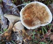 Lamelliger Dauerporling, Foto 6