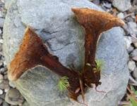 Lamelliger Dauerporling, Foto 7