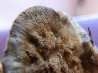 Lamelliger Dauerporling, Foto 9