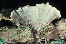 Lamelliger Dauerporling, Foto 10