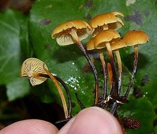 Bitterer Glöckchennabeling, Foto 2