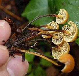 Bitterer Glöckchennabeling, Foto 3