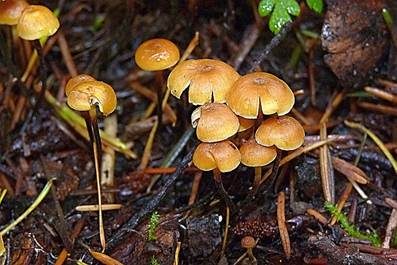 Bitterer Glöckchennabeling, Foto 5