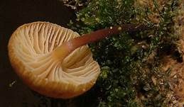 Bitterer Glöckchennabeling, Foto 6