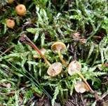 Bitterer Glöckchennabeling, Foto 8
