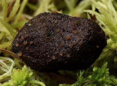 Langhaariger Dungpilz, Foto 3