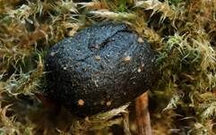 Langhaariger Dungpilz, Foto 6