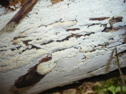 Langporiger Knorpelporling, Foto 3