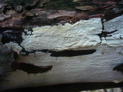 Langporiger Knorpelporling, Foto 5