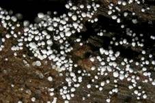 Langsporiger Pfriemenzystidenpilz, Foto 5