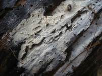 Langsporiger Pfriemenzystidenpilz, Foto 6