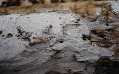 Langsporiger Pfriemenzystidenpilz, Foto 7