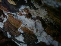 Langsporiger Pfriemenzystidenpilz, Foto 8