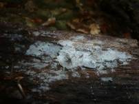 Langsporiger Pfriemenzystidenpilz, Foto 10