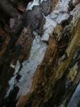 Langsporiger Pfriemenzystidenpilz, Foto 11
