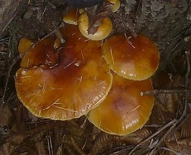 Langsporiger Samtfußrübling, Foto 2
