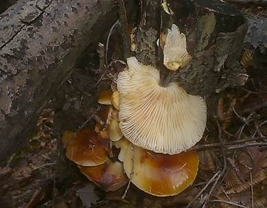Langsporiger Samtfußrübling, Foto 3
