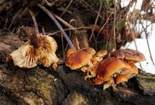 Langsporiger Samtfußrübling, Foto 6