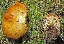 Langsporiger Samtfußrübling, Foto 7