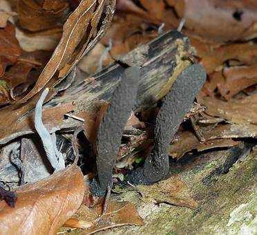 Langstielige Ahorn-Holzkeule, Foto 2