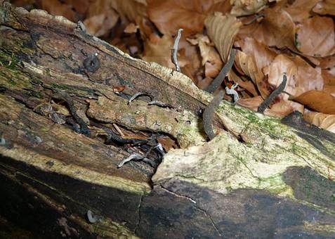 Langstielige Ahorn-Holzkeule, Foto 3