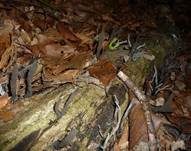 Langstielige Ahorn-Holzkeule, Foto 14