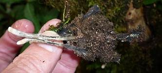Langstielige Ahorn-Holzkeule, Foto 19