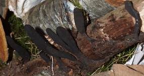 Langstielige Ahorn-Holzkeule, Foto 20