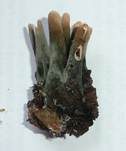 Langstielige Ahorn-Holzkeule, Foto 21