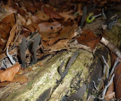 Langstielige Ahorn-Holzkeule, Foto 4