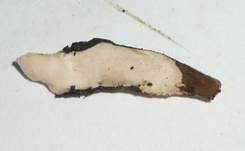 Langstielige Ahorn-Holzkeule, Foto 22