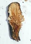 Langstielige Ahorn-Holzkeule, Foto 24