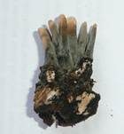 Langstielige Ahorn-Holzkeule, Foto 25