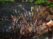 Langstielige Ahorn-Holzkeule, Foto 26