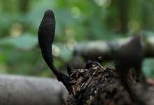 Langstielige Ahorn-Holzkeule, Foto 27