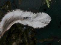 Langstielige Ahorn-Holzkeule, Foto 29