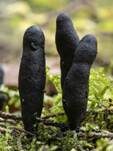 Langstielige Ahorn-Holzkeule, Foto 30