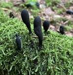 Langstielige Ahorn-Holzkeule, Foto 31