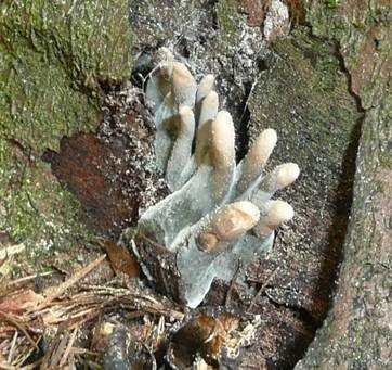 Langstielige Ahorn-Holzkeule, Foto 5