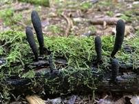 Langstielige Ahorn-Holzkeule, Foto 32