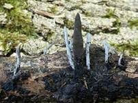 Langstielige Ahorn-Holzkeule, Foto 34