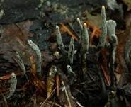 Langstielige Ahorn-Holzkeule, Foto 6