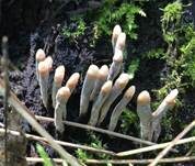 Langstielige Ahorn-Holzkeule, Foto 7