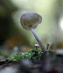 Langstielige Becherlorchel, Foto 15