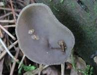 Langstielige Becherlorchel, Foto 16