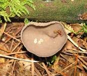 Langstielige Becherlorchel, Foto 17