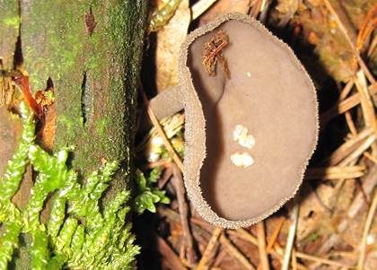 Langstielige Becherlorchel, Foto 4